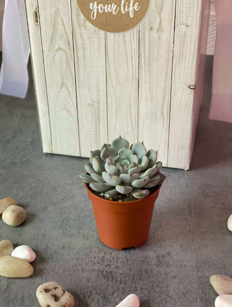 Эхеверия Деренберга Блю (Echeveria Derenbergii Blue) D5см