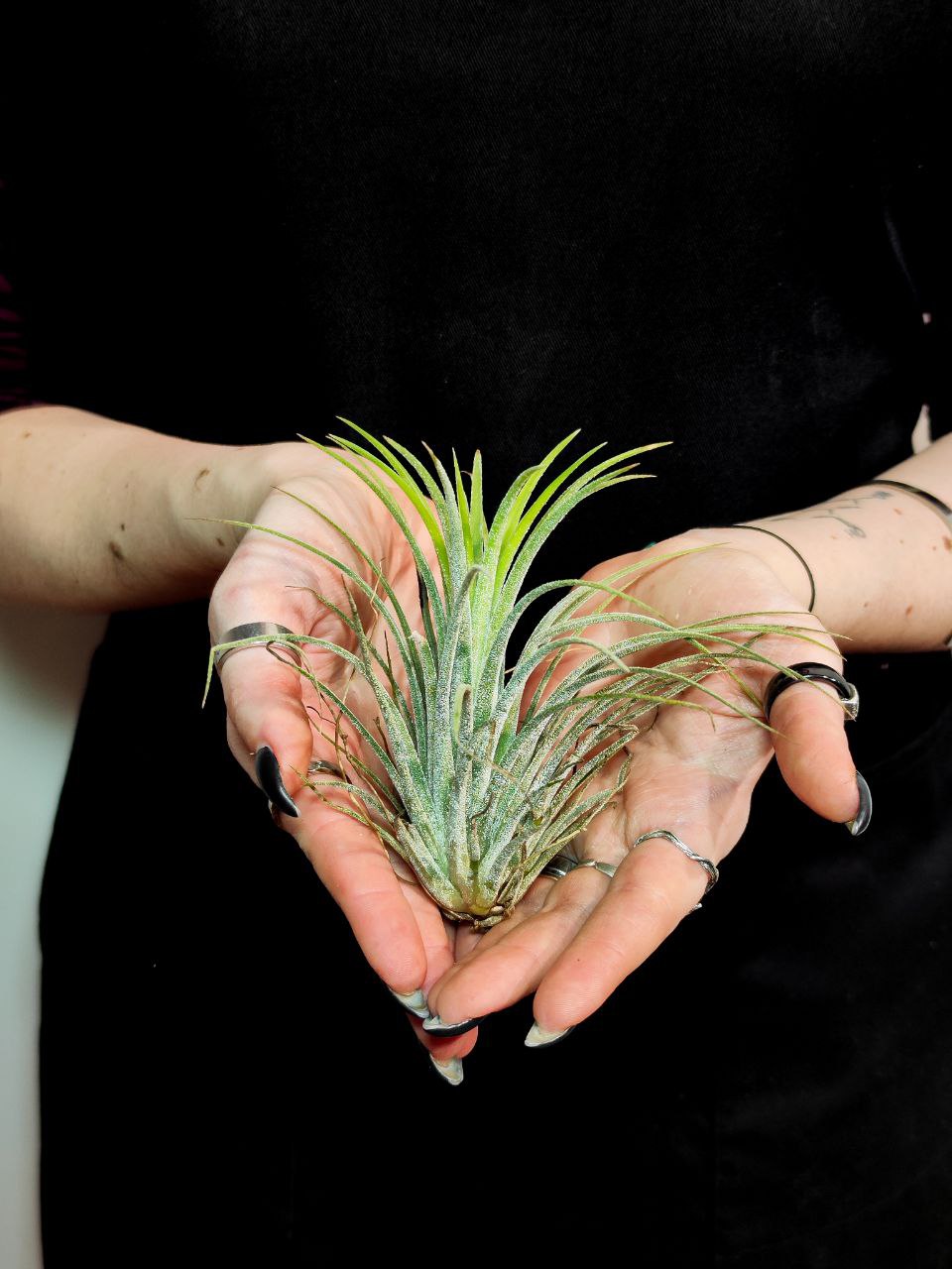 Тилландсия Ионанта Викториана (Tillandsia Ionantha X Brachycalous Victoriana)