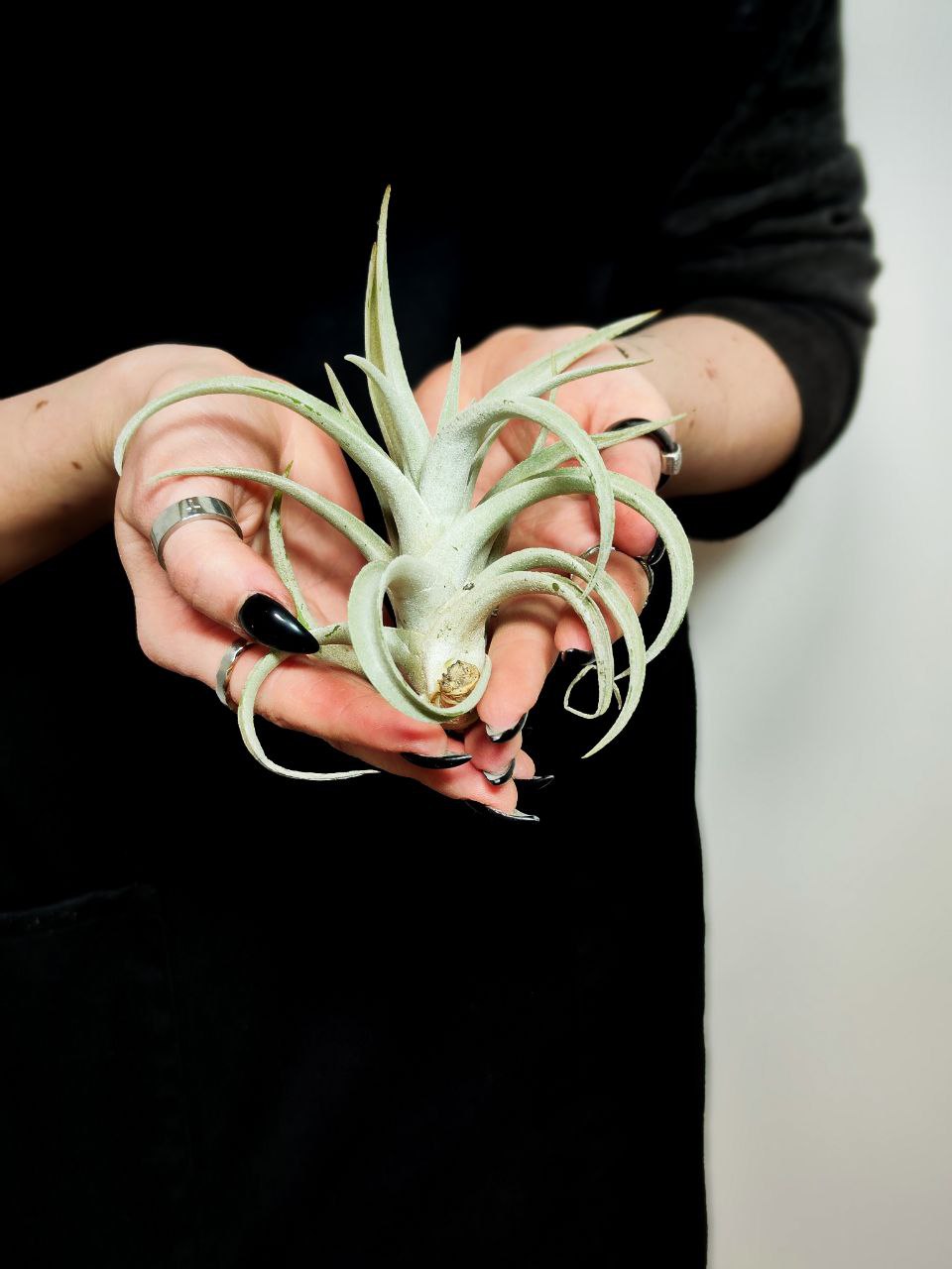Тилландсия Харриса (Tillandsia Harrisii)