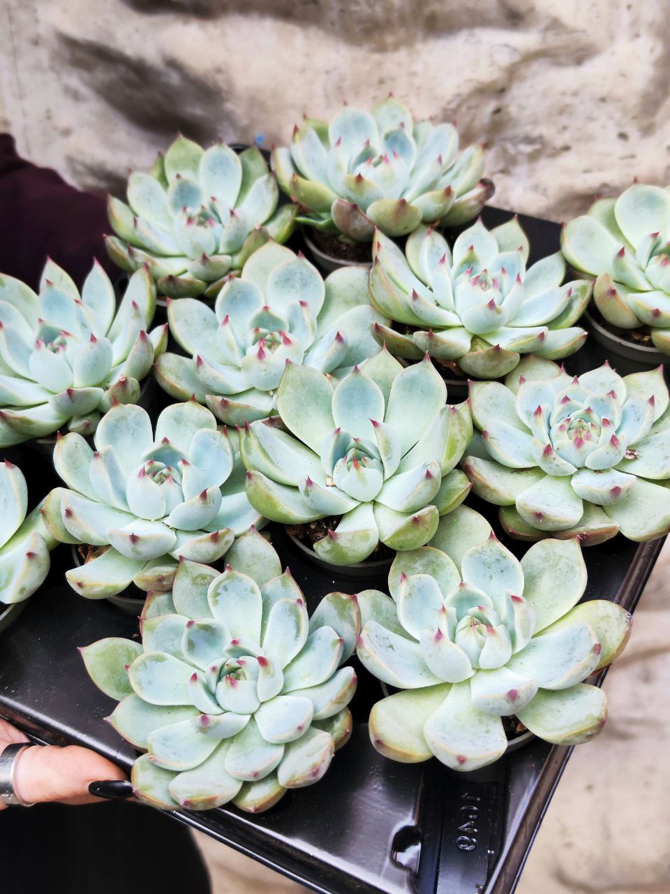 Эхеверия Парва (Echeveria Parva) D5см