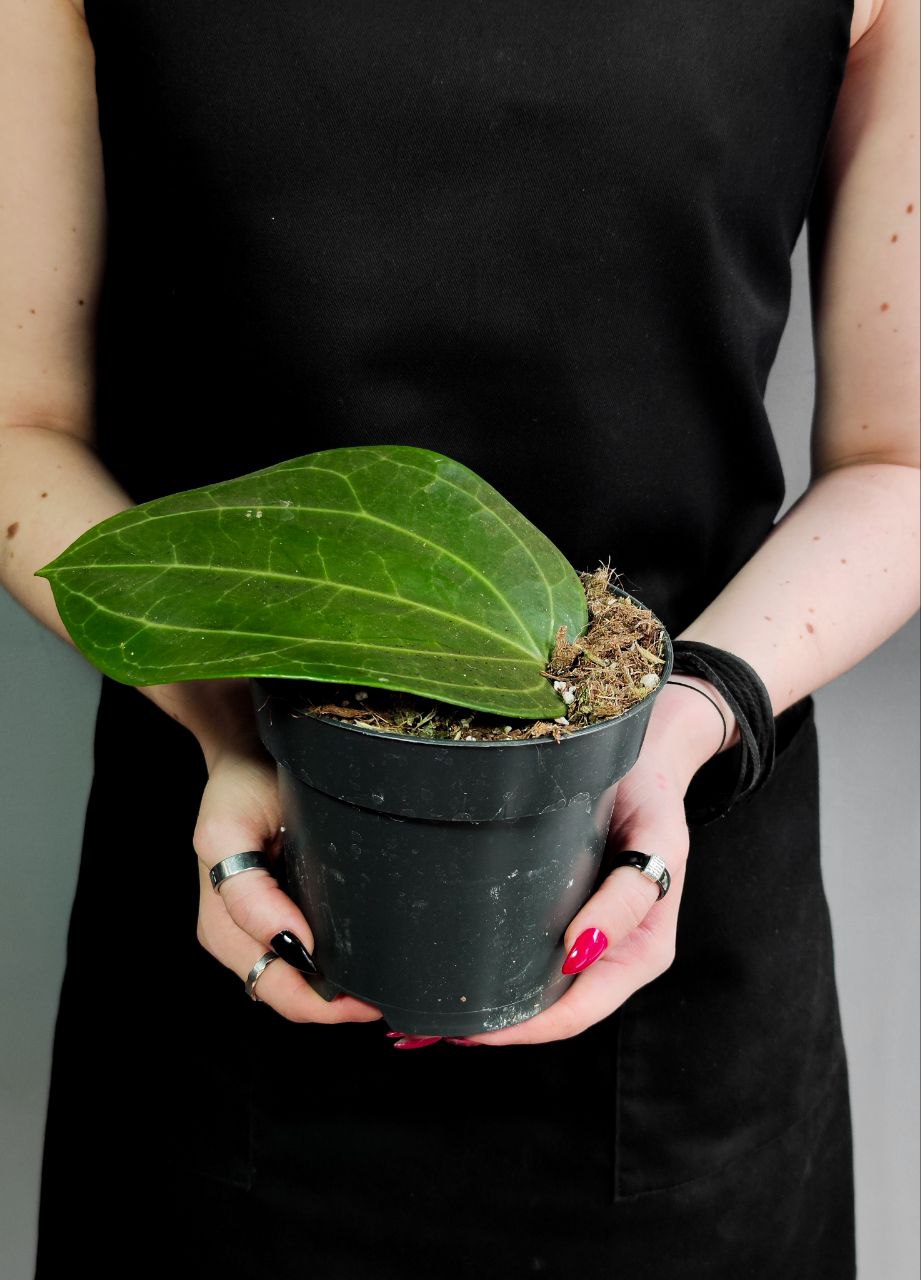 Хойя Латифолия, или Хойя Широколистная (Hoya Latifolia) D12см