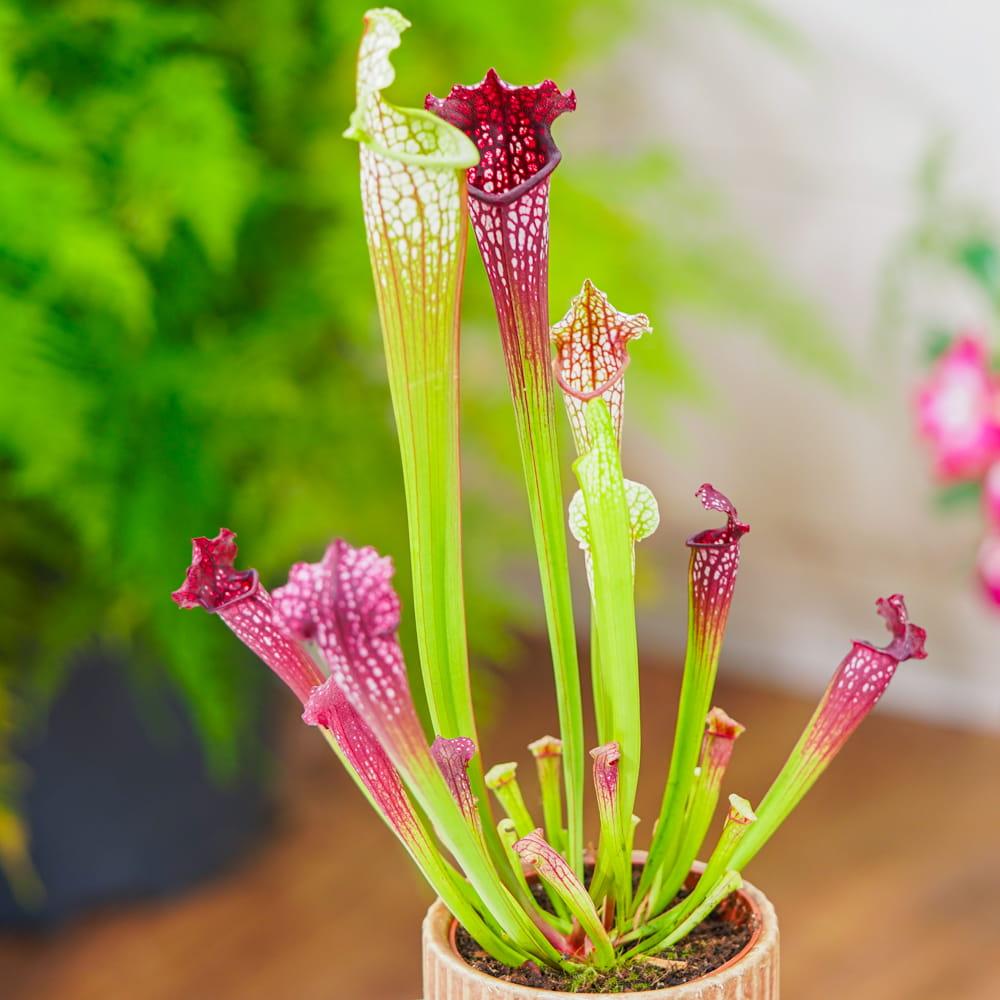 Саррацения Лейкофилла Красная (Sarracenia Leucophylla Red) D9см