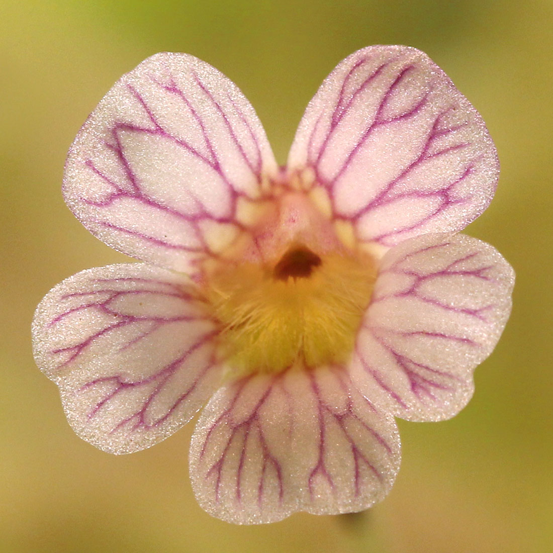 Жирянка Кандой (Pinguicula Kondoi) D9см