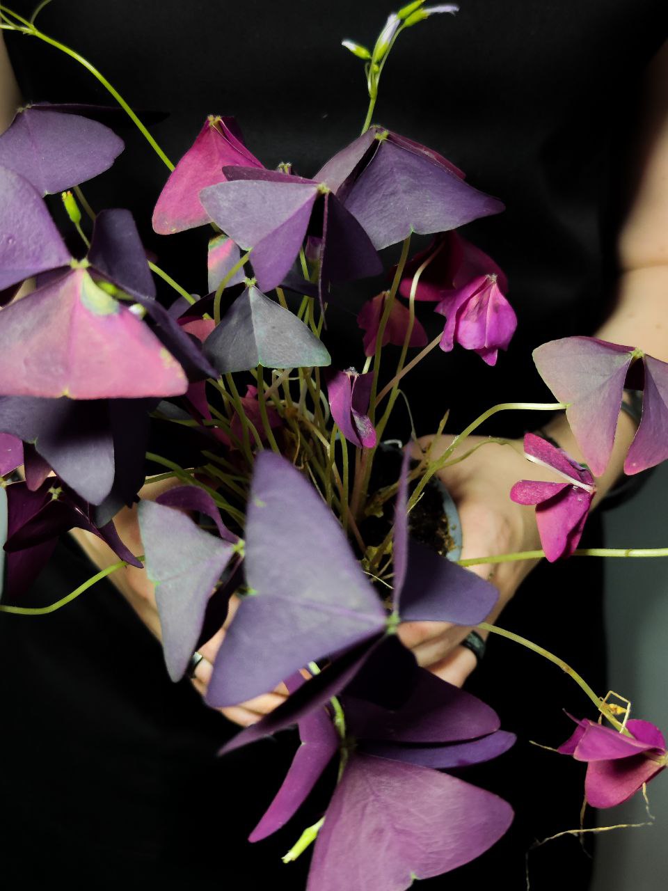Кислица Треугольная Майк (Oxalis Triangularis Mijke) D10см