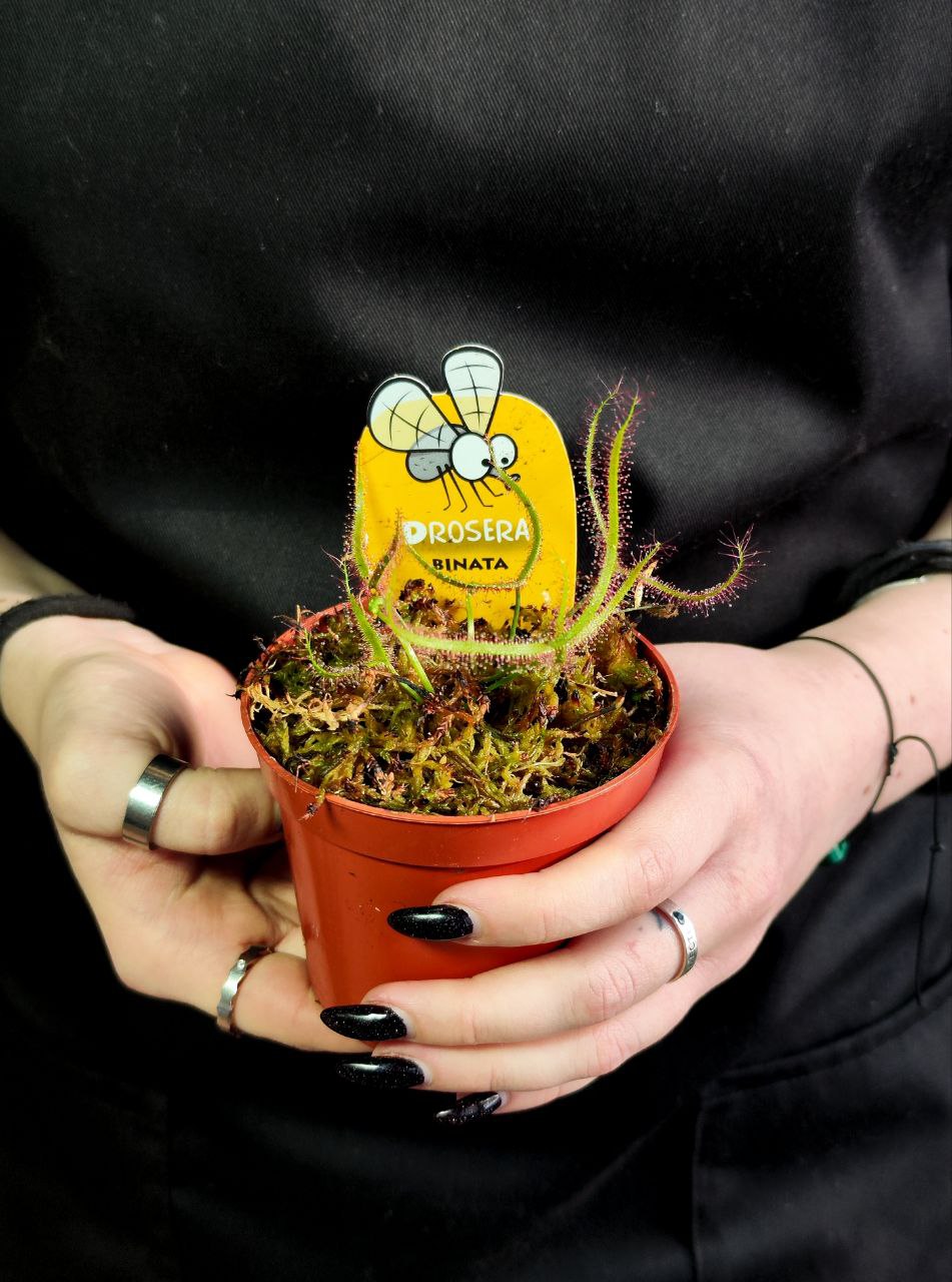 Росянка Бината (Drosera Binata) D9см