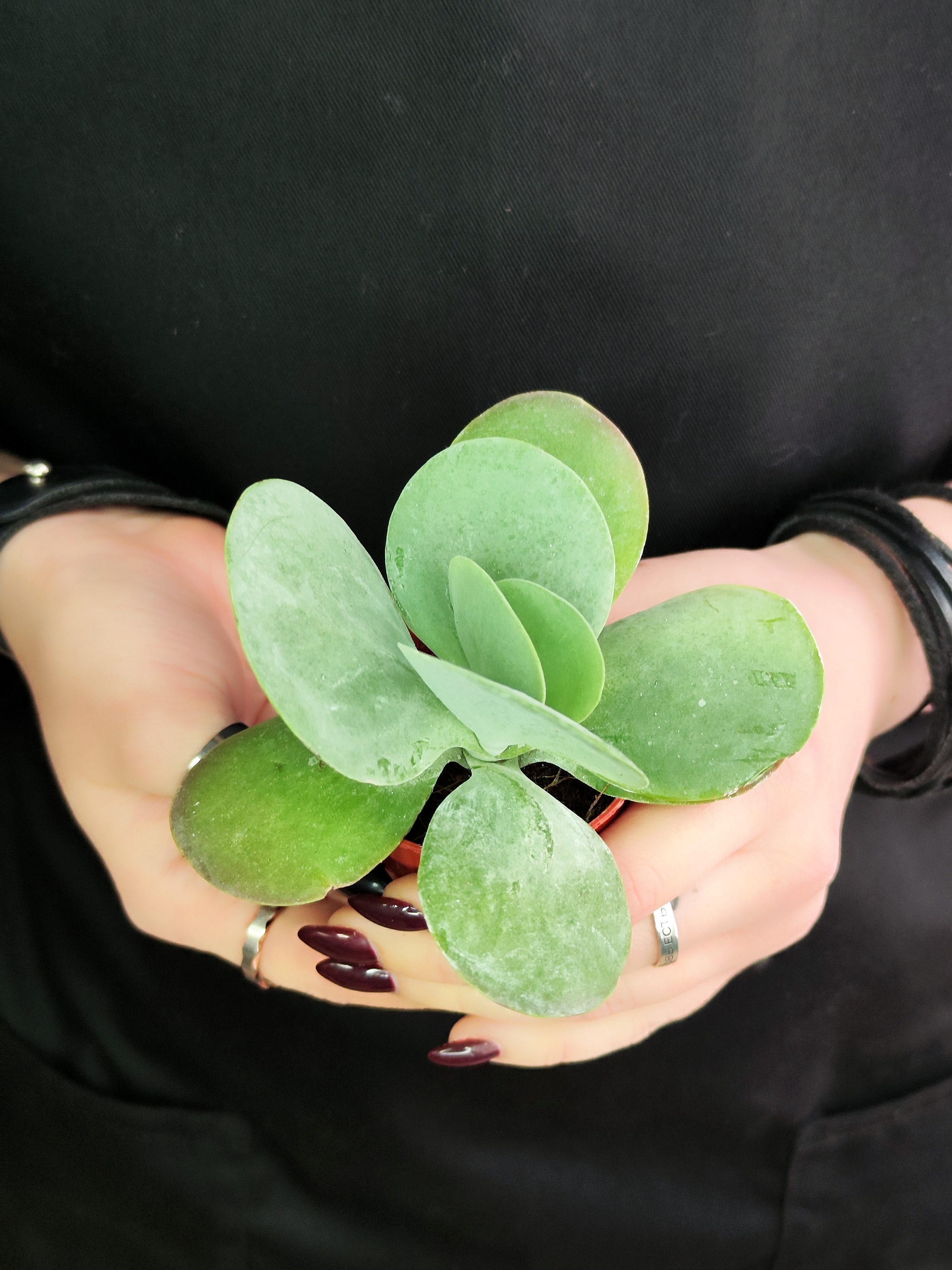 Каланхоэ Тирсифлора Грин Липс  (Kalanchoe Thyrsiflora Green Lips) D5см