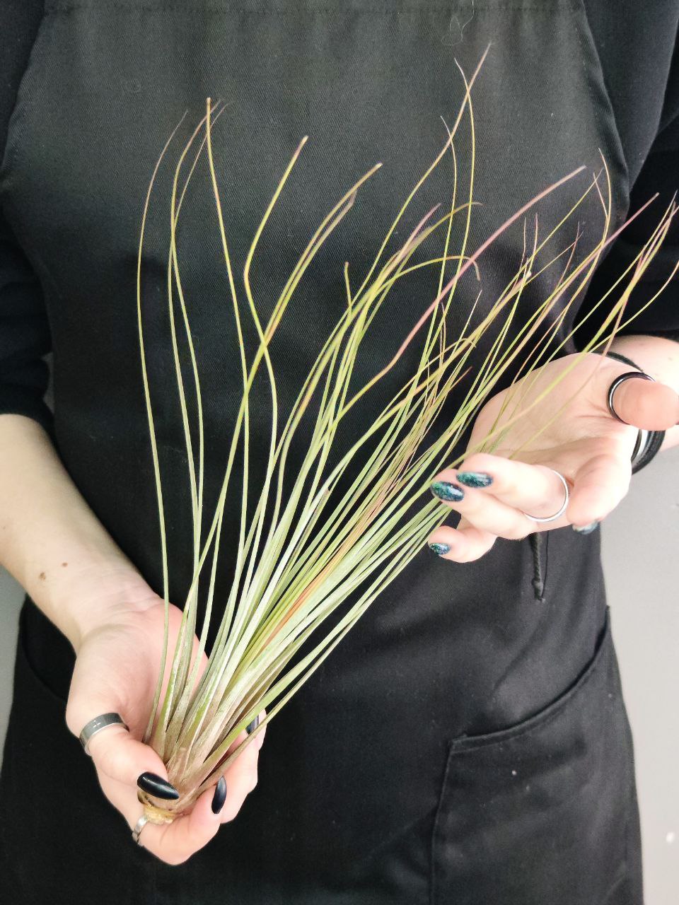 Тилландсия Ситниковая (Tillandsia Juncea)