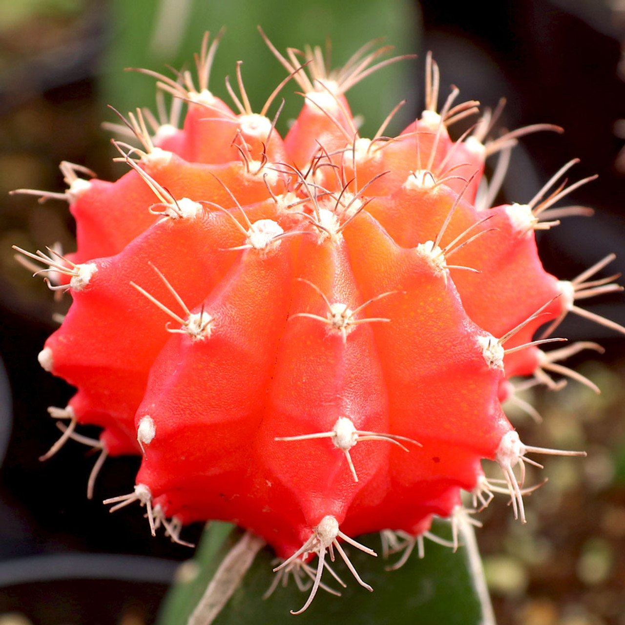 Гимнокалициум Михановича Оранжевый (Gymnocalycium Mihanovichii Orange) D5см