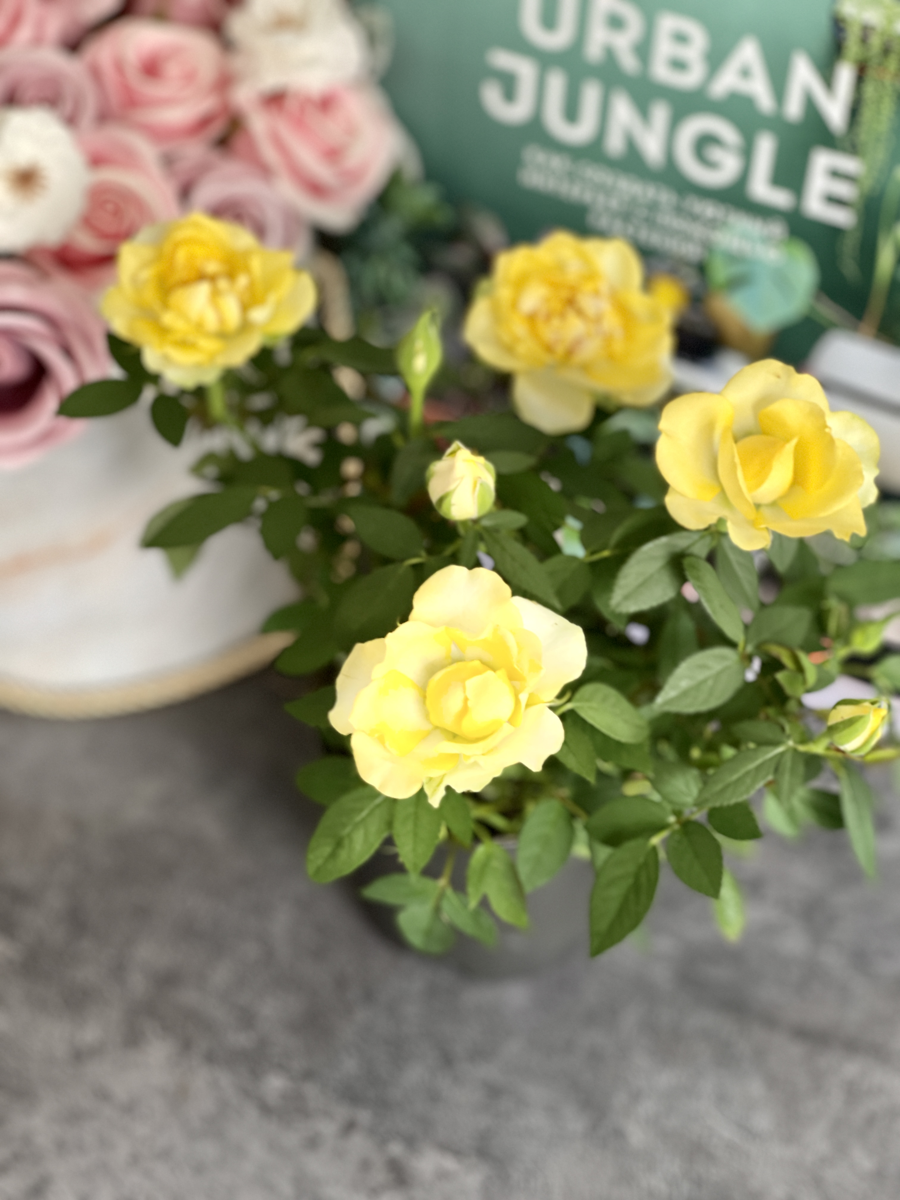 Роза желтая комнатная (Rose Yellow) D9см