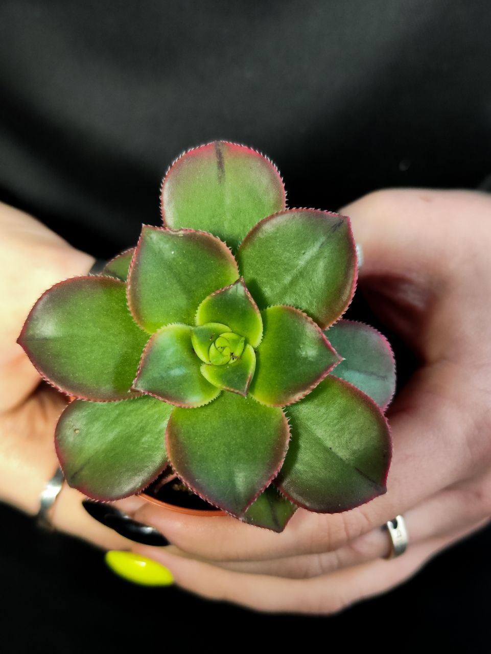 Эониум Киви (Aeonium Kiwi) D5см