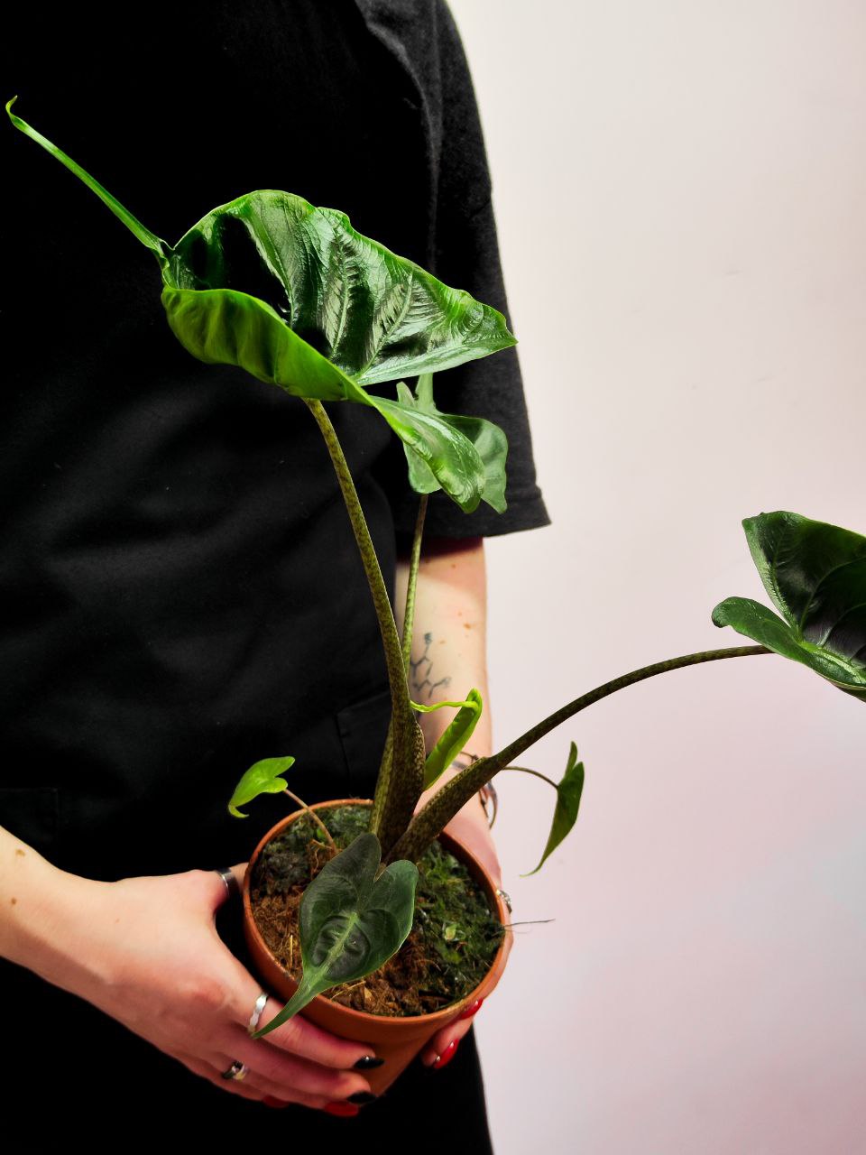 Алоказия Стингрей, или Алоказия Скат (Alocasia Stingray) D12см