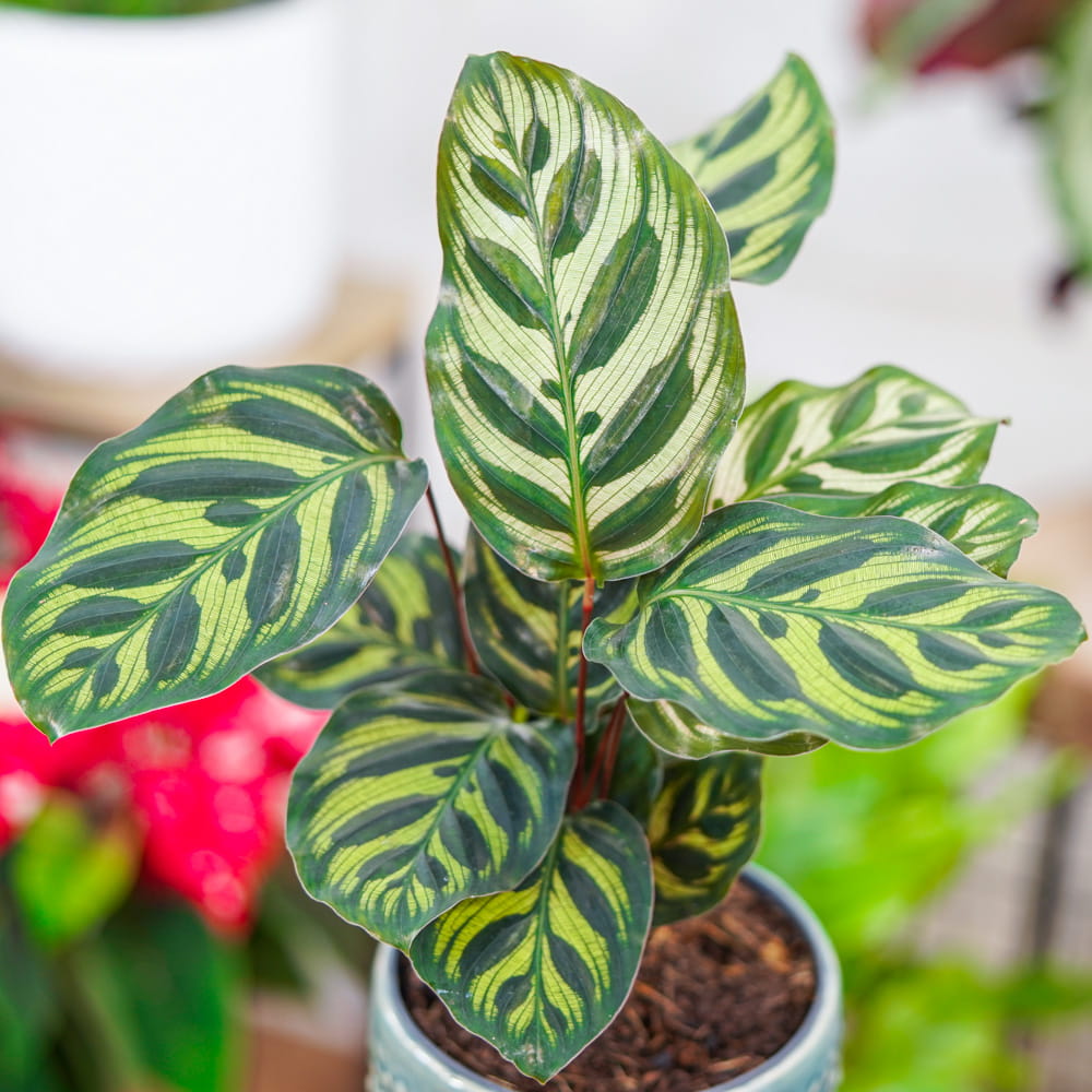 Калатея Макояна (Calathea Makoyana) D7см