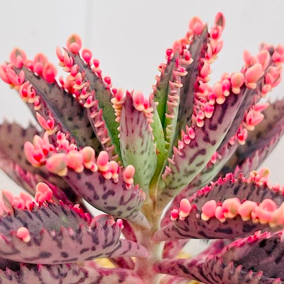 Каланхоэ Розовые Бабочки (Kalanchoe Pink Butterfly) D5см