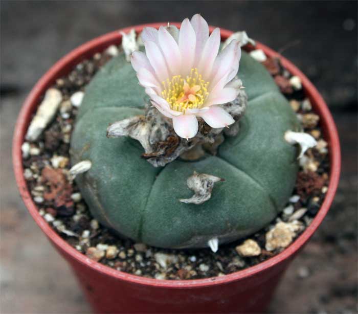 Кактус Лофофора Уильямса (Lophophora Williamsii) D5см