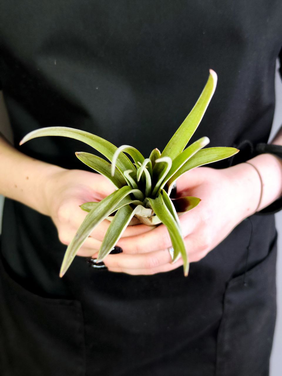 Тилландсия Фасцикулята XL (Tillandsia Fasciculata)