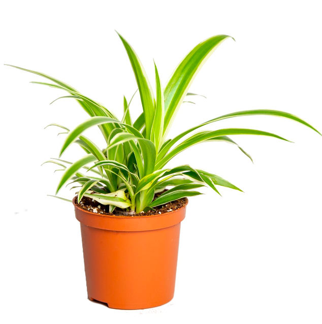 Хлорофитум Океан (Chlorophytum Ocean) D7см