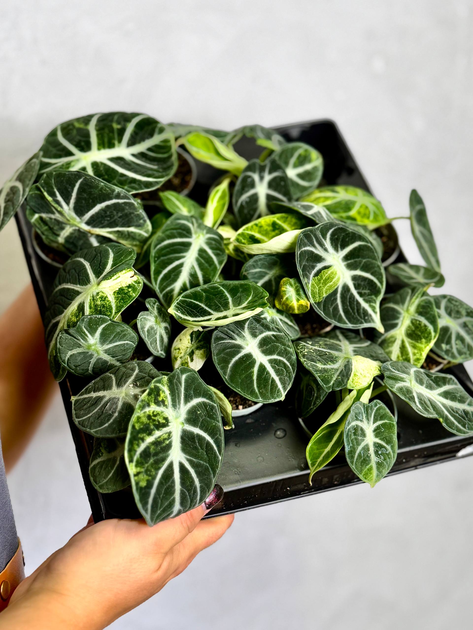 Алоказия Ниндзя Вариегатная (Alocasia Ninja Variegated) D6см