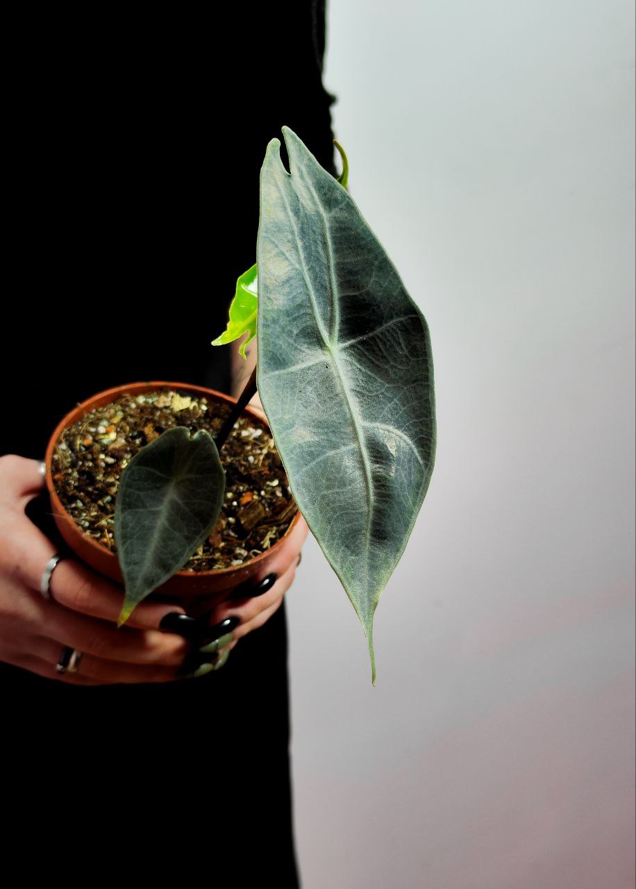 Алоказия Лонгилоба Сильвер (Alocasia Longiloba Silver) D10см