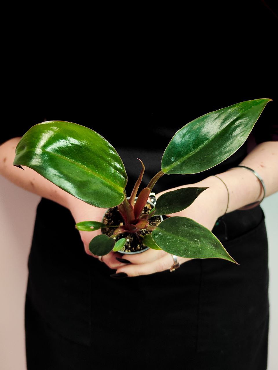 Филодендрон Пинк Биркин Недовариегата (Philodendron Pink Birkin) D6см