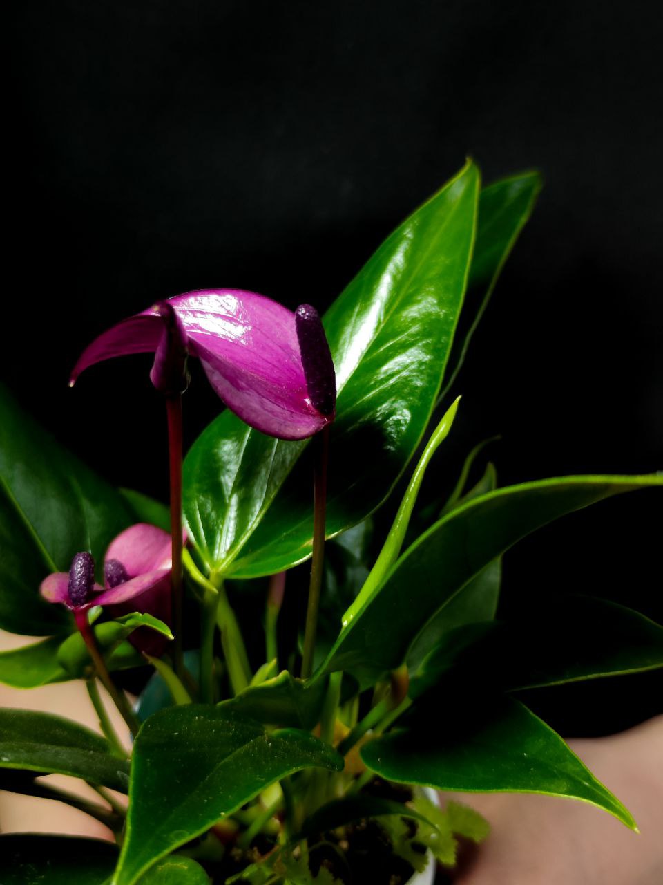 Антуриум Андре Зизу (Anthurium Andre Zizou) D7см