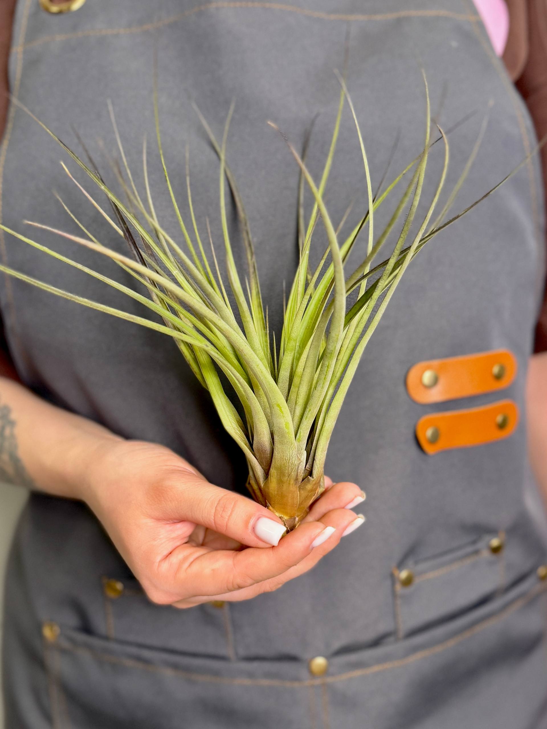 Тилландсия Капитата Блэк XL (Tillandsia Capitata Black XL)