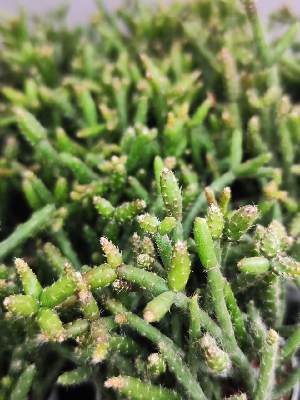 Рипсалис Барчела (Rhipsalis Burchellii) D5см