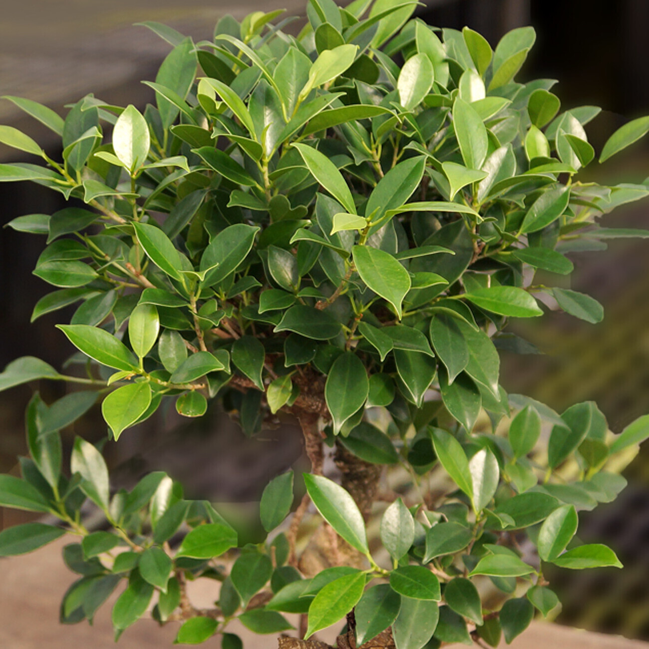 Бонсай Прямой Фикус (Ficus Microcarpa) в керамическом кашпо