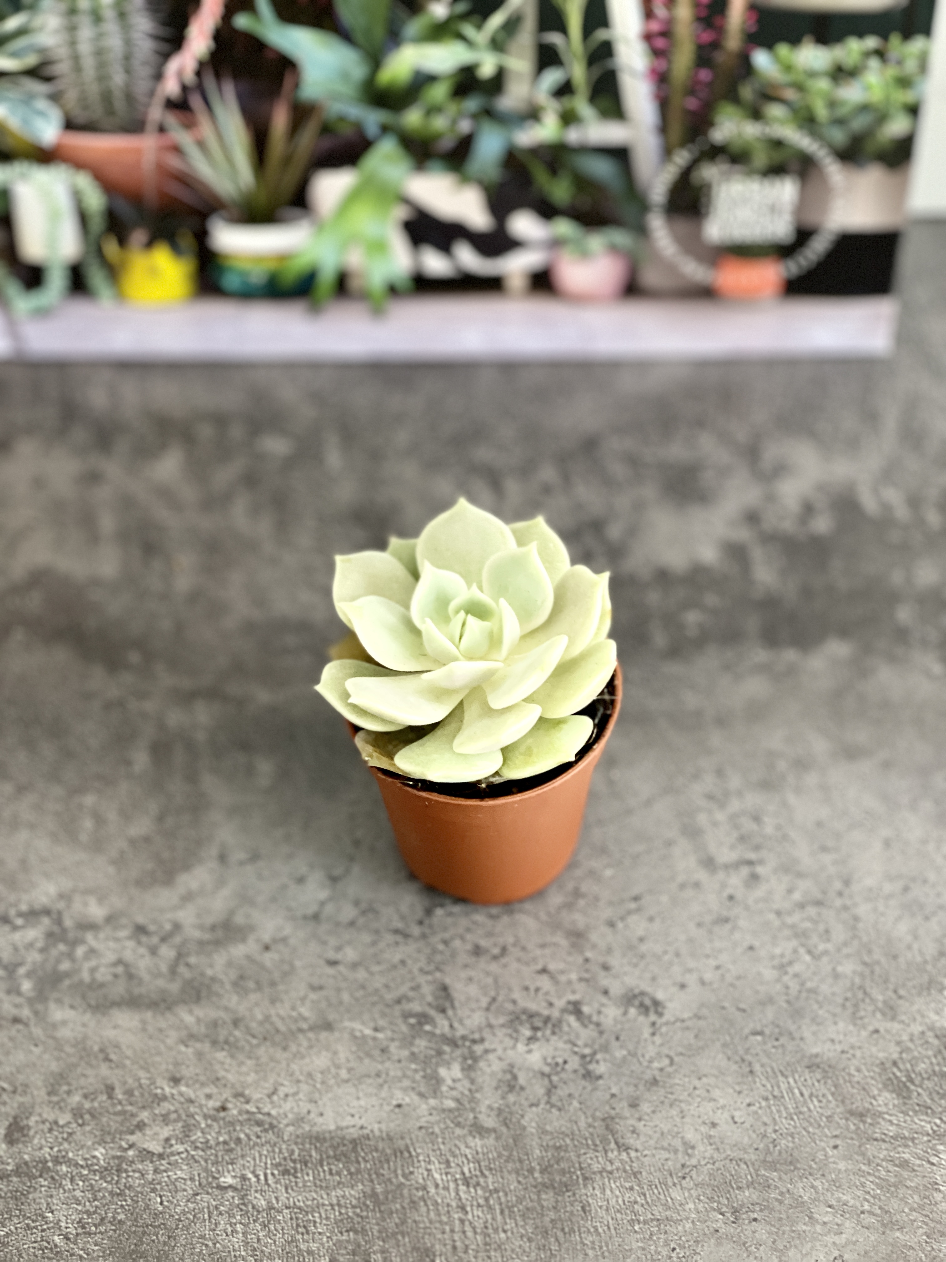 Эхеверия Лола (Echeveria Lola) D5см