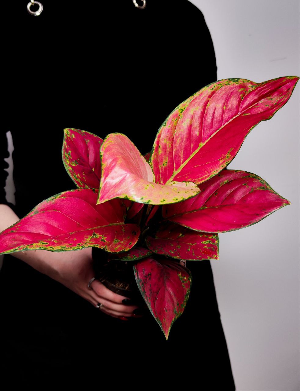 Аглаонема Ред Руби (Aglaonema Red Ruby) D12см