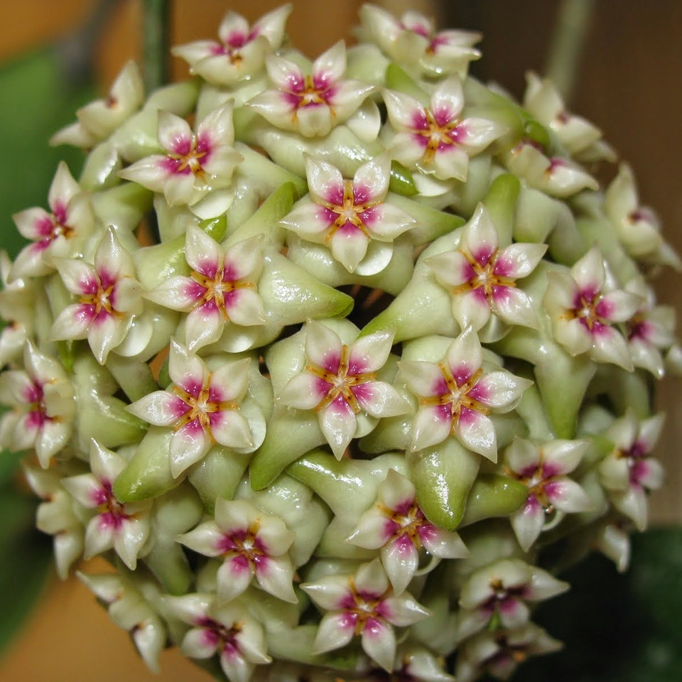 Хойя Виберджи (Hoya Wibergiae) D12см