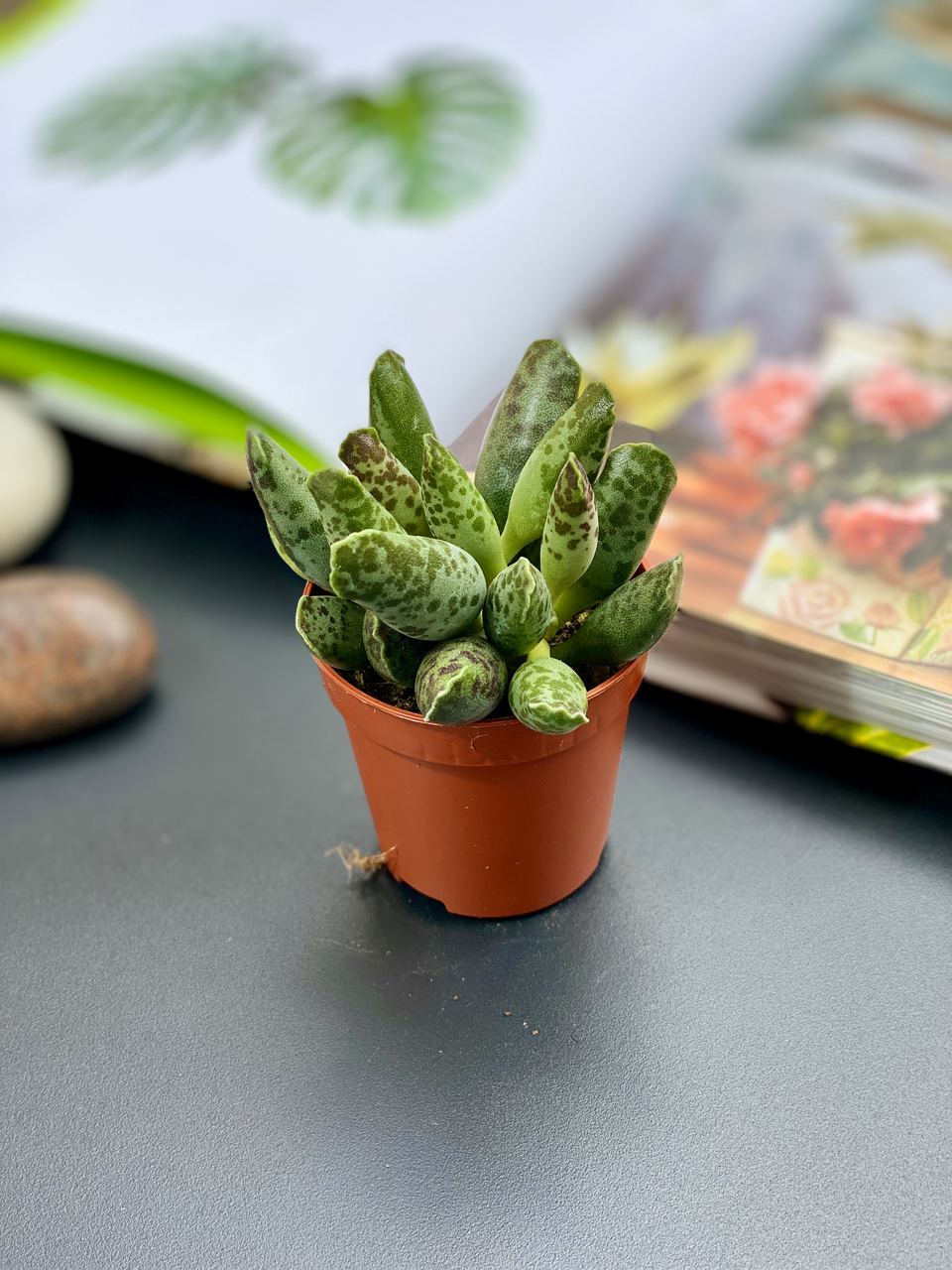 Адромискус Фестивус или Утонченный (Adromischus Festivus) D5см