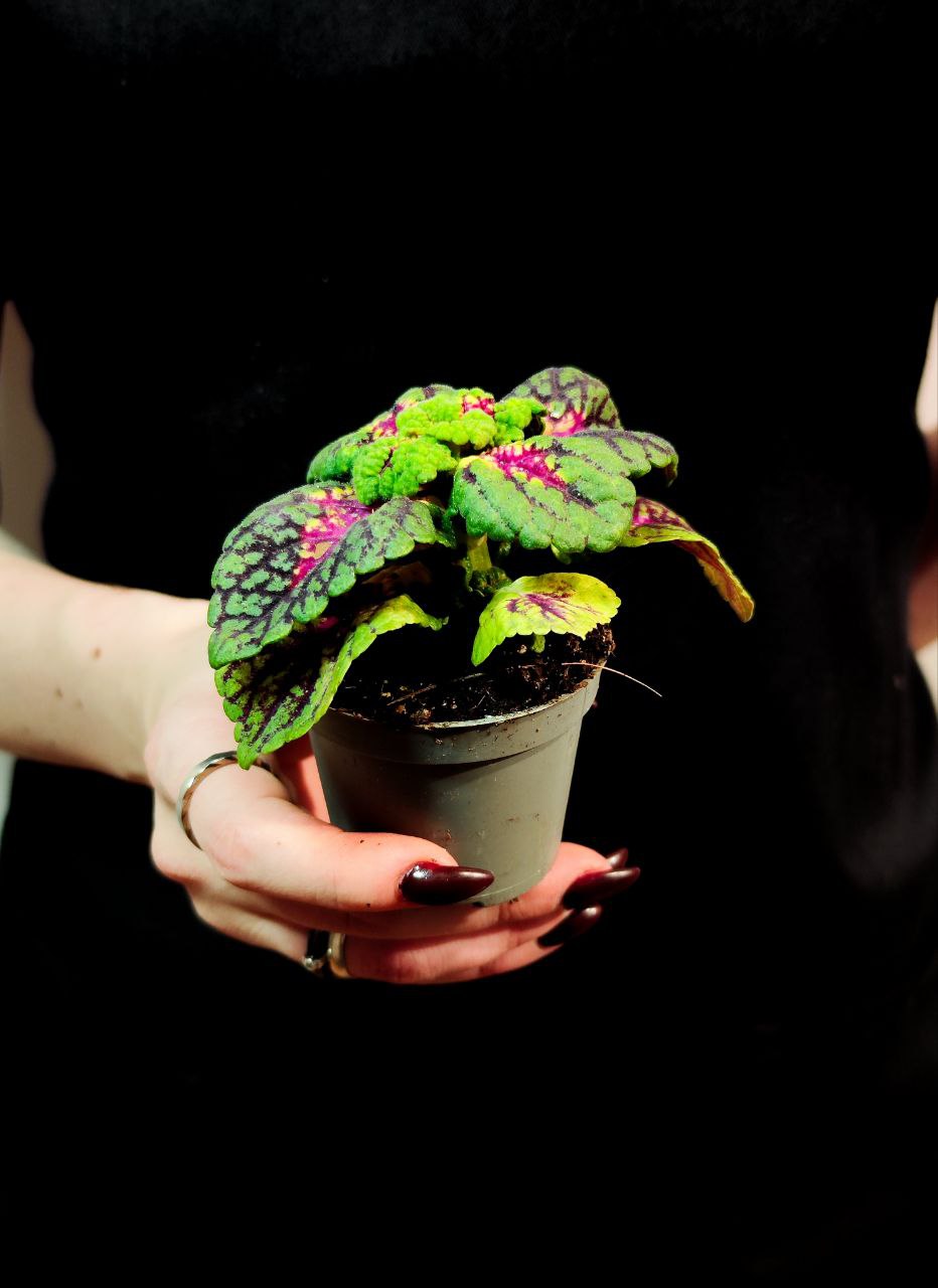 Колеус Блюме Конг Роуз (Coleus Kong Junior Rose) D6см