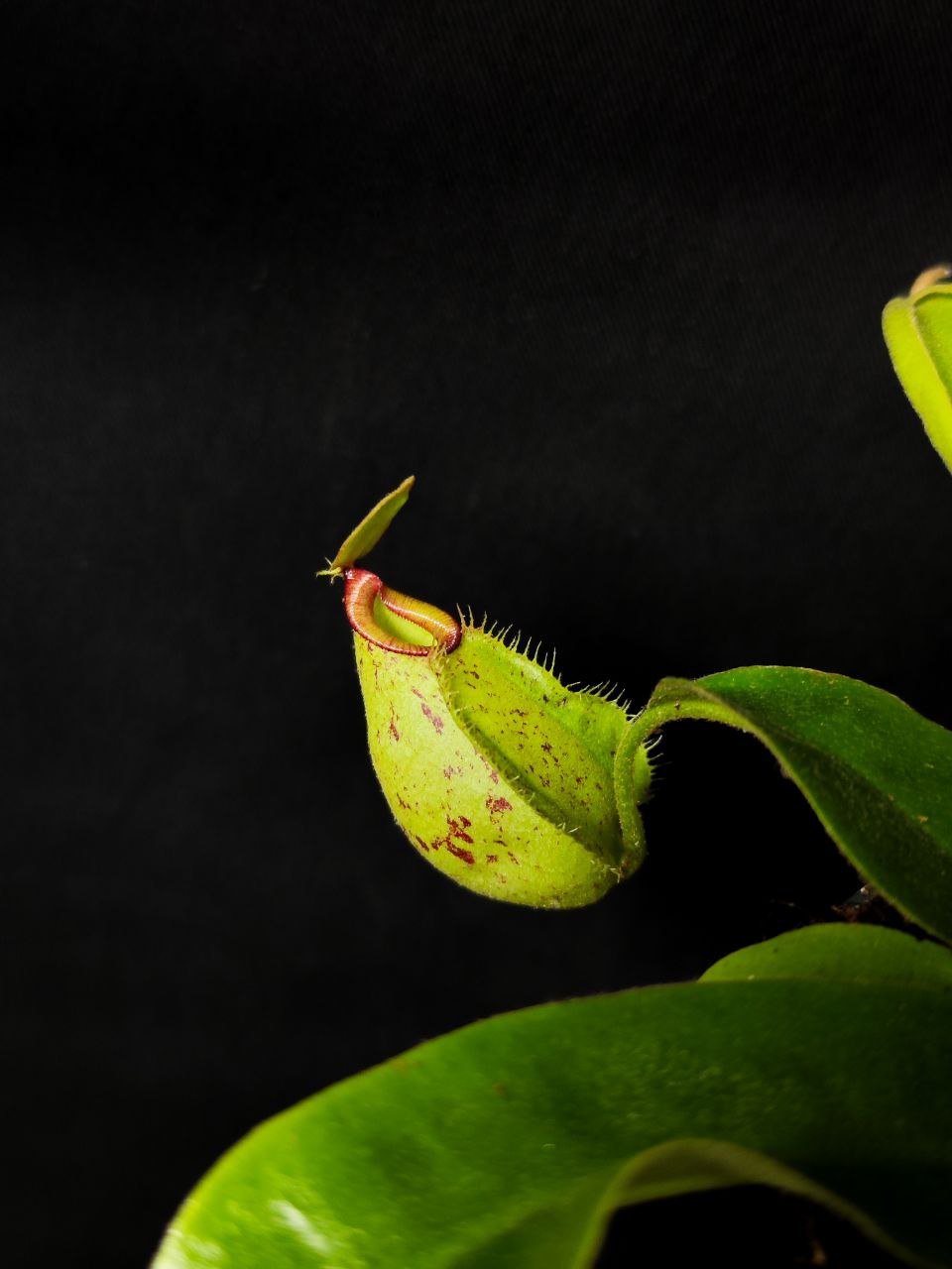 Непентес Хукериана (Nepenthes Hookeriana) D9см