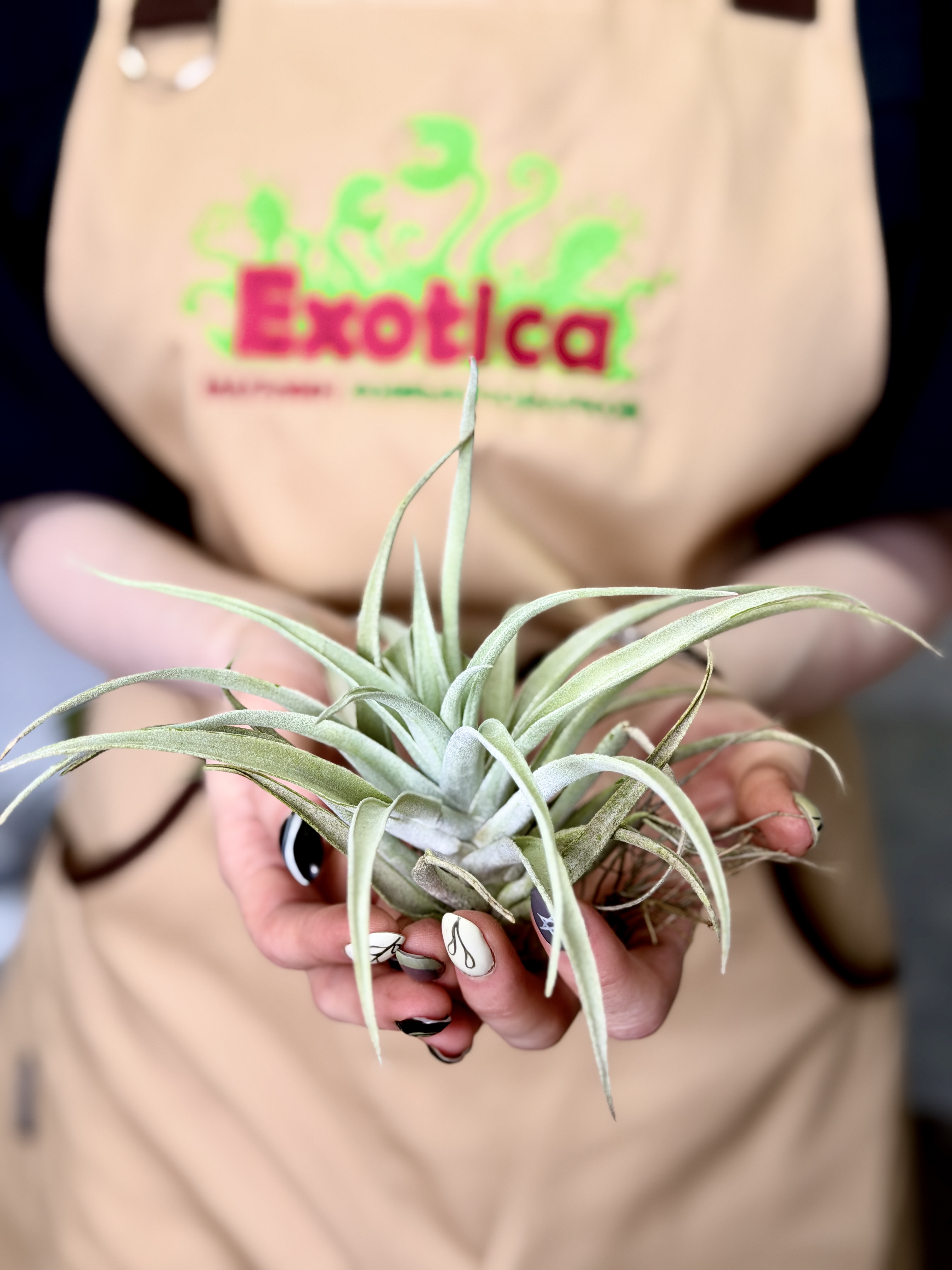 Тилландсия Грин Капитата XL (Tillandsia Green Capitata XL)