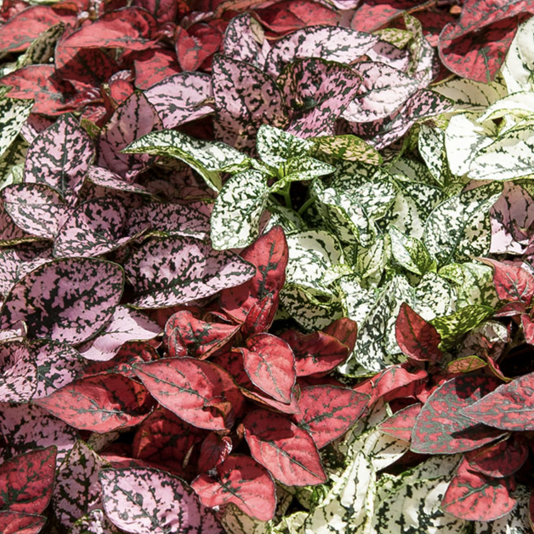 Гипоэстес Конфетти (Hypoestes Confetti) D8,5см