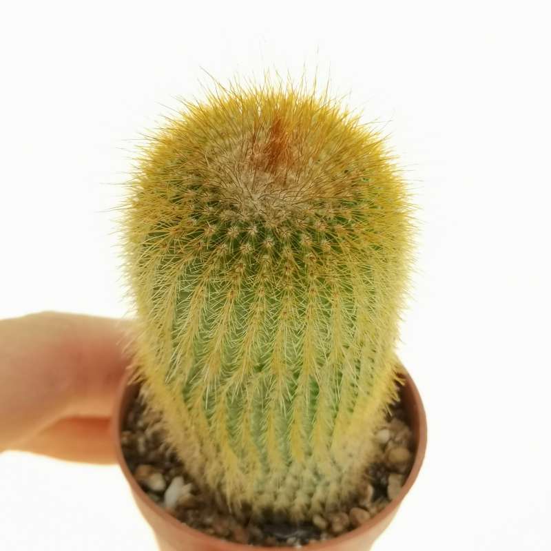 Нотокактус Ленингхауза, или Лимонный Шар (Notocactus Leninghausii) D5см