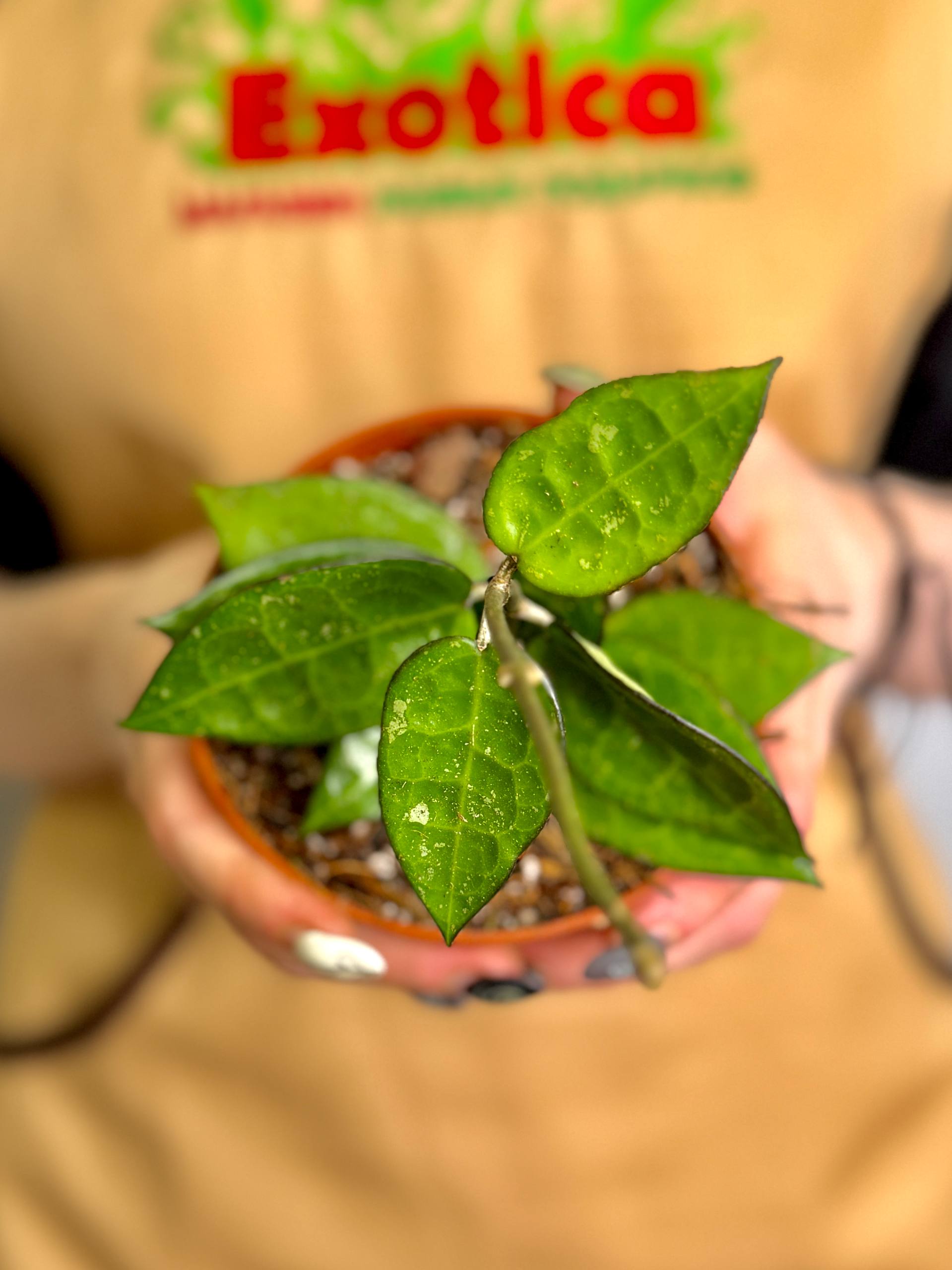 Хойя Паразитика Блэк Маржин (Hoya Parasitica Black Margin) D10см