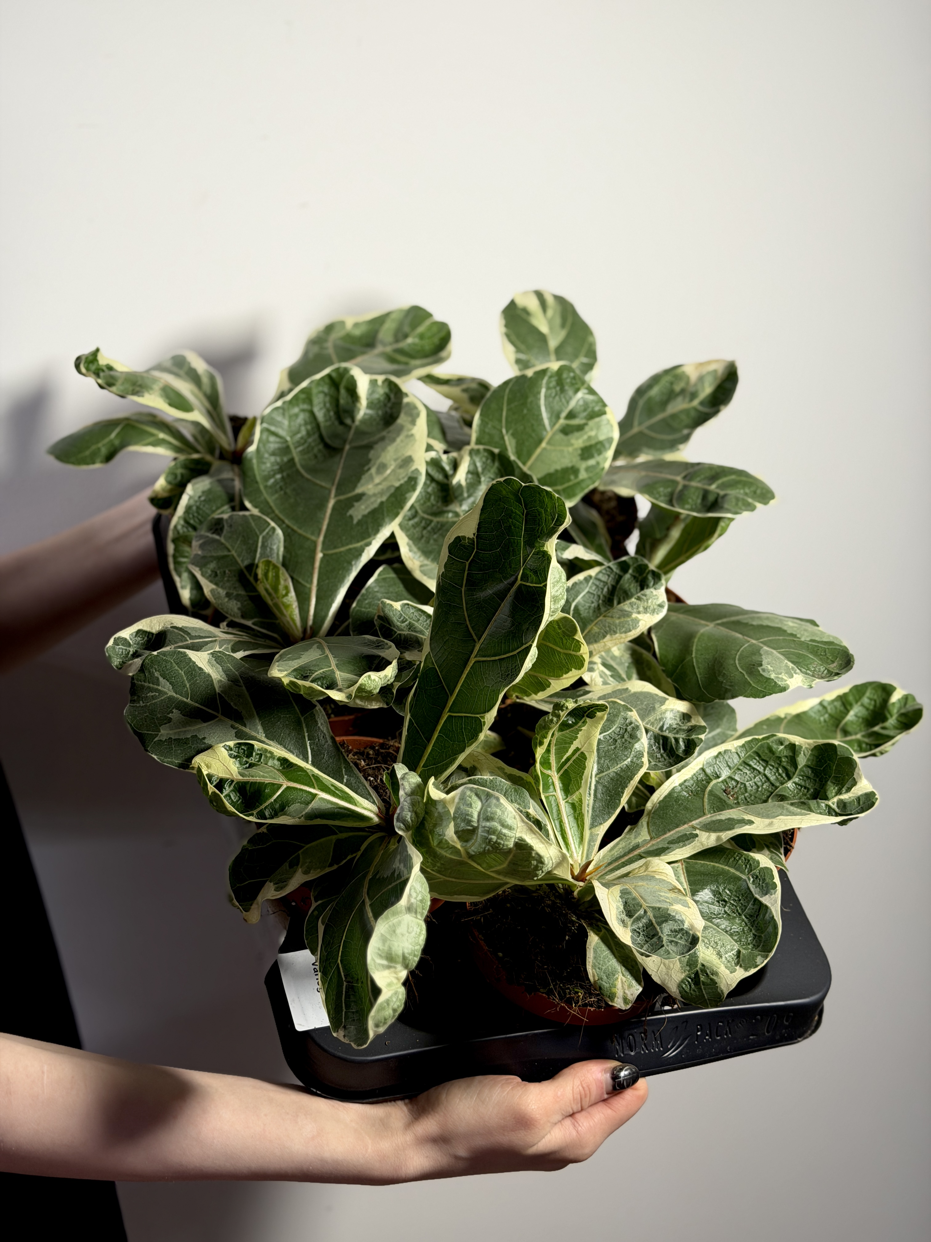 Фикус Лирата Вариегатная (Ficus Lyrata Variegata) 10см
