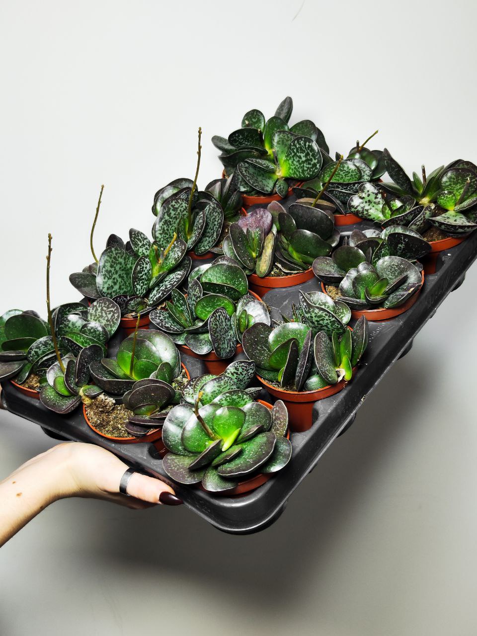 Адромискус Макулатус (Adromischus Maculatus) D8см