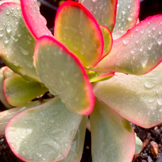 Крассула Платифилла Вариегатная (Crassula Platyphylla Variegata) D5см