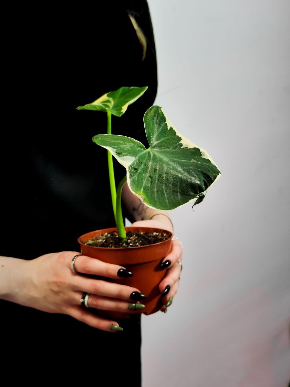 Алоказия Микки Маус (Alocasia Xanthosoma Mickey Mous) D10см