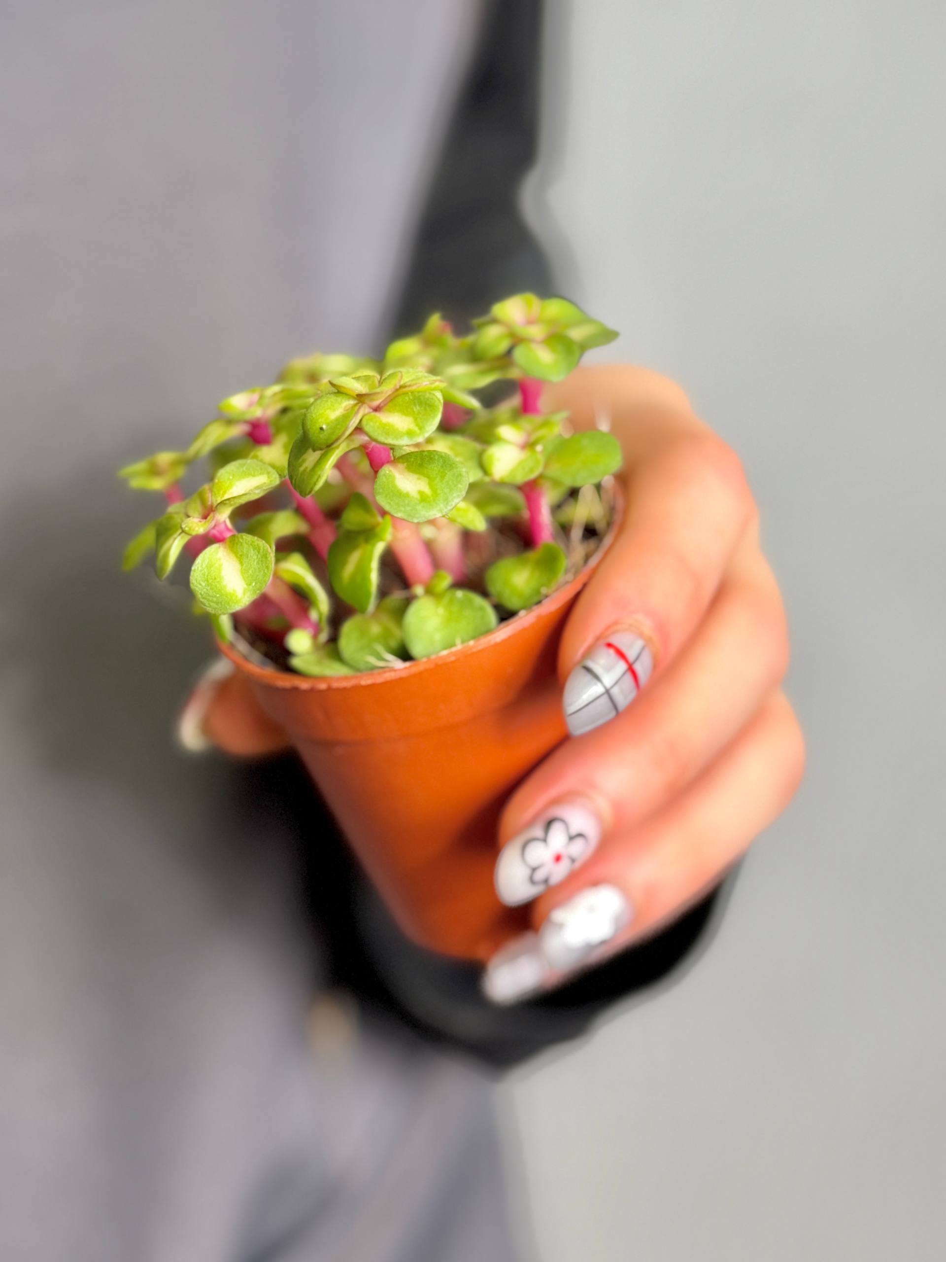 Портулакария Афра Медиопикта (Portulacaria Afra Mediopicta) D5см