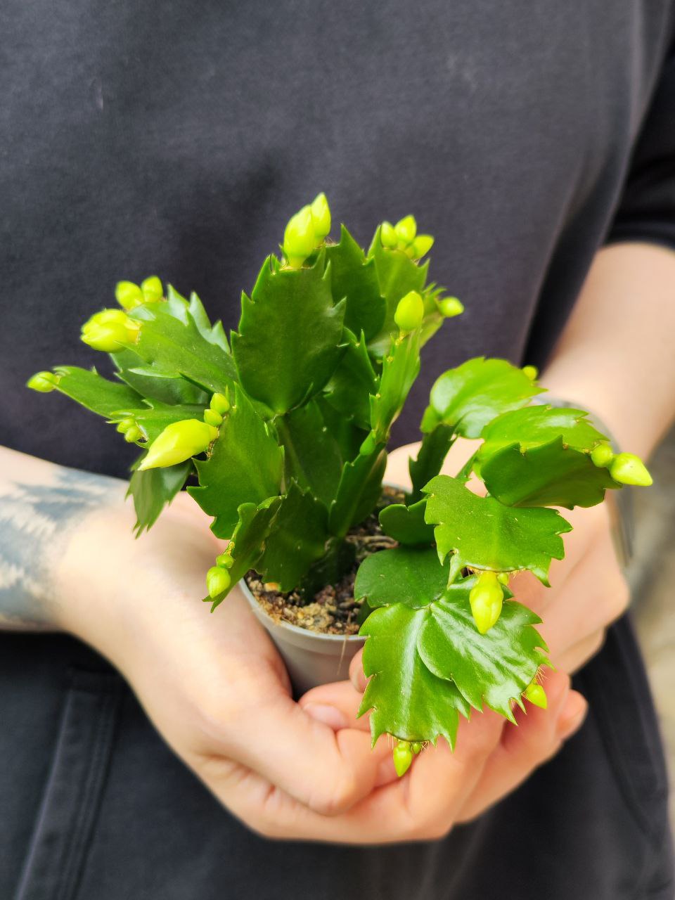 Декабрист Белый, или Шлюмбергера (Schlumbergera Tendenza White) D6см
