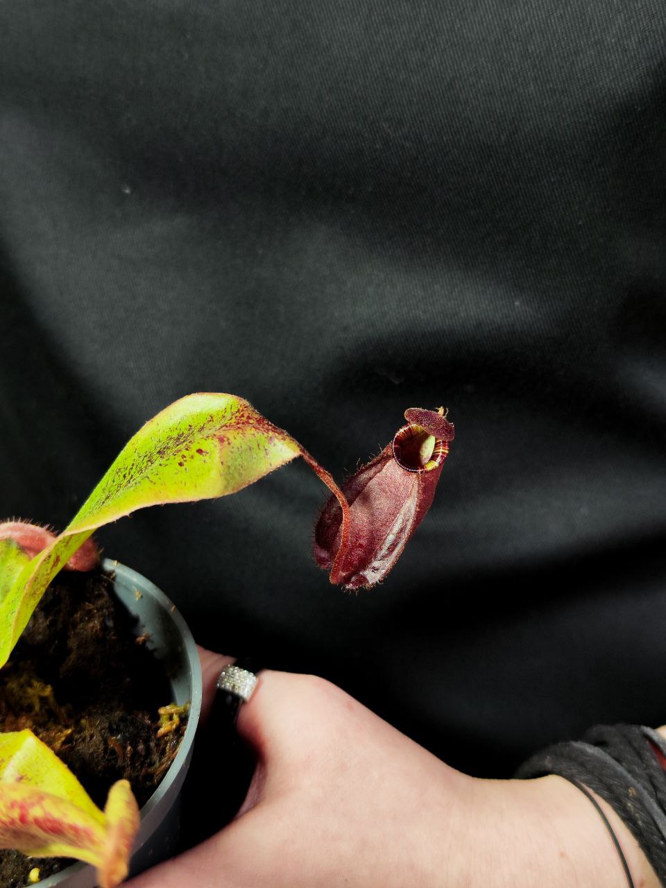 Непентес Ампулярия Красная (Nepenthes Ampullaria Red) D9см