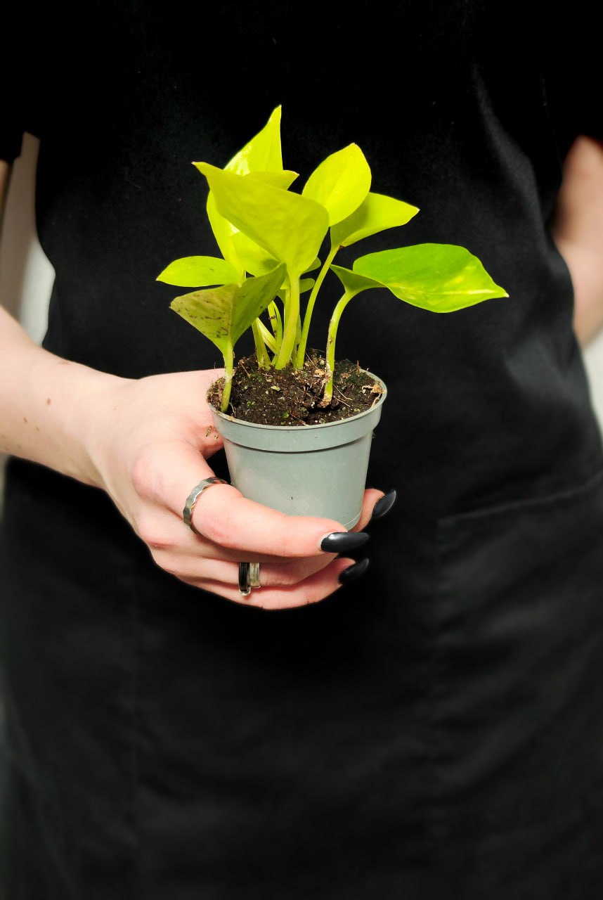 Эпипремнум Голден Потос, Сциндапсус (Epipremnum Golden Pothos) D6см
