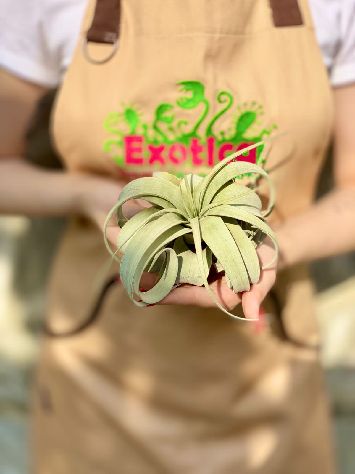 Тилландсия Ксерографика (Tillandsia Xerographica)