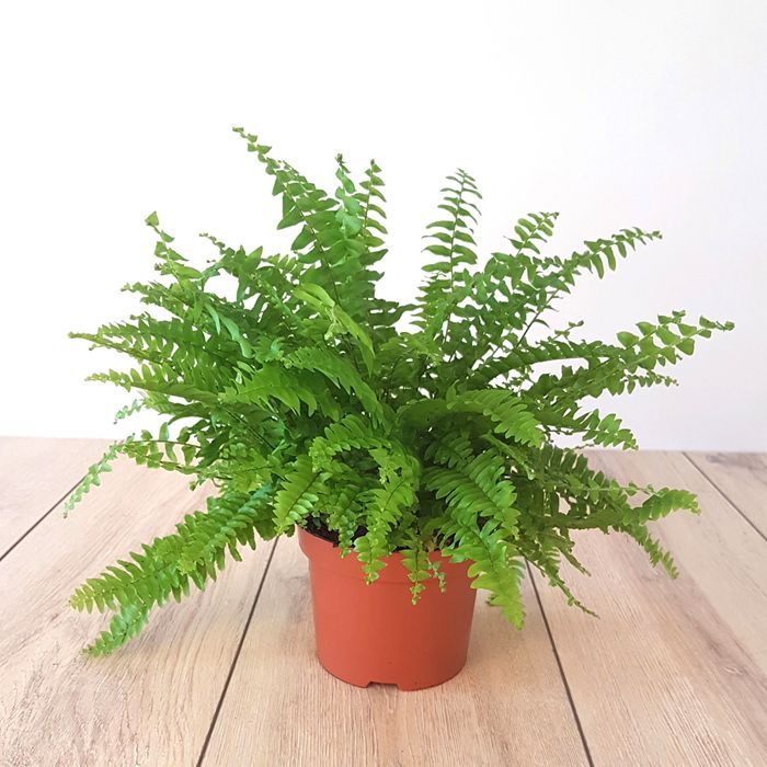 Папоротник Нефролепис Блю Белл (Nephrolepis Blue Bell) D8,5см