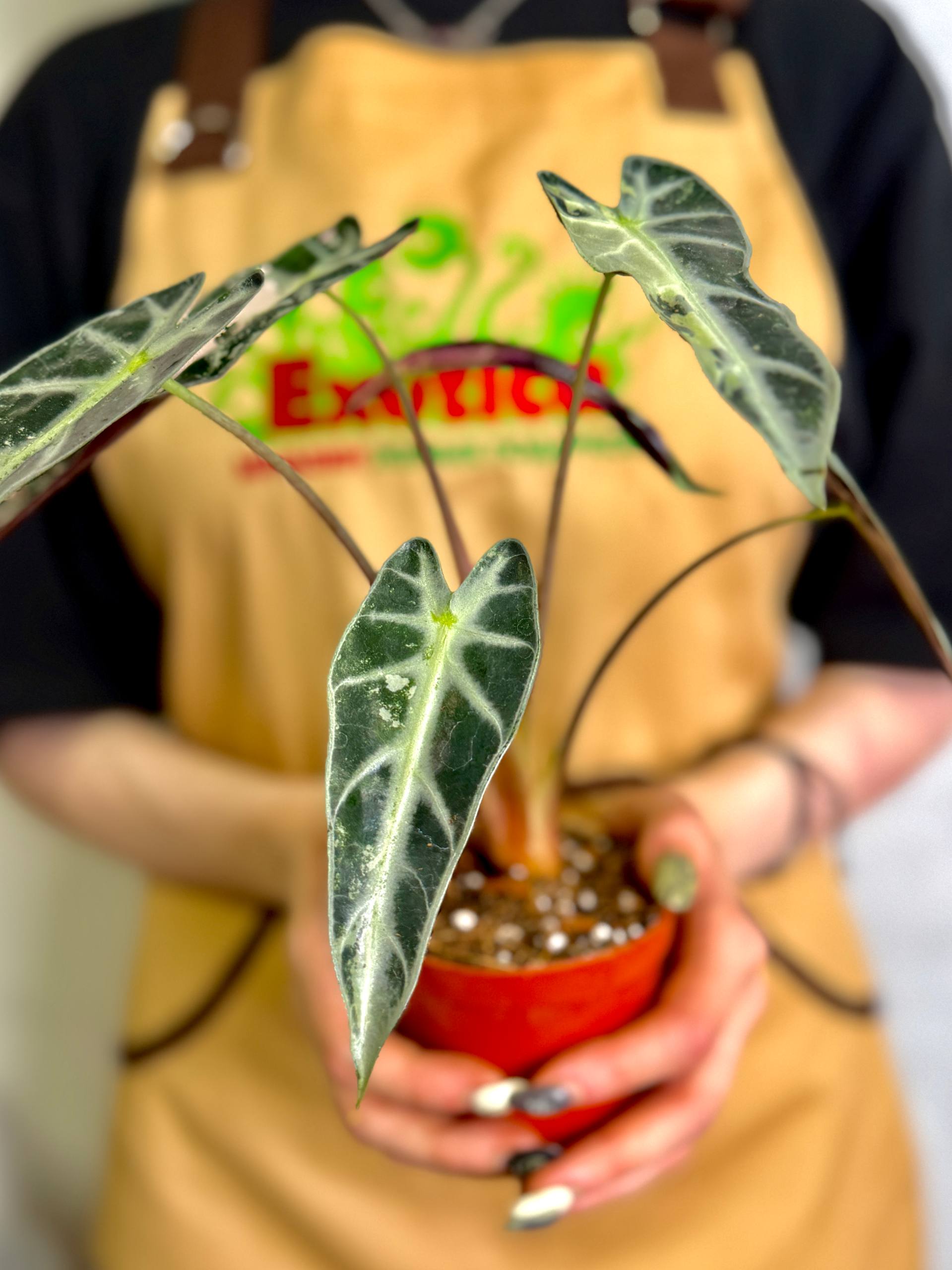 Алоказия Бамбино Пинк Вариегатная (Alocasia Bambino Pink Variegata) D10см