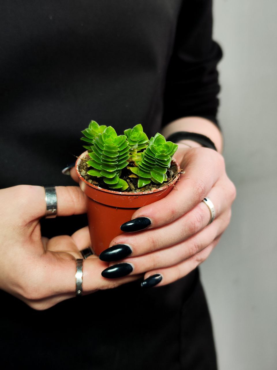 Крассула Эстагнол (Crassula Estagnol) D5см