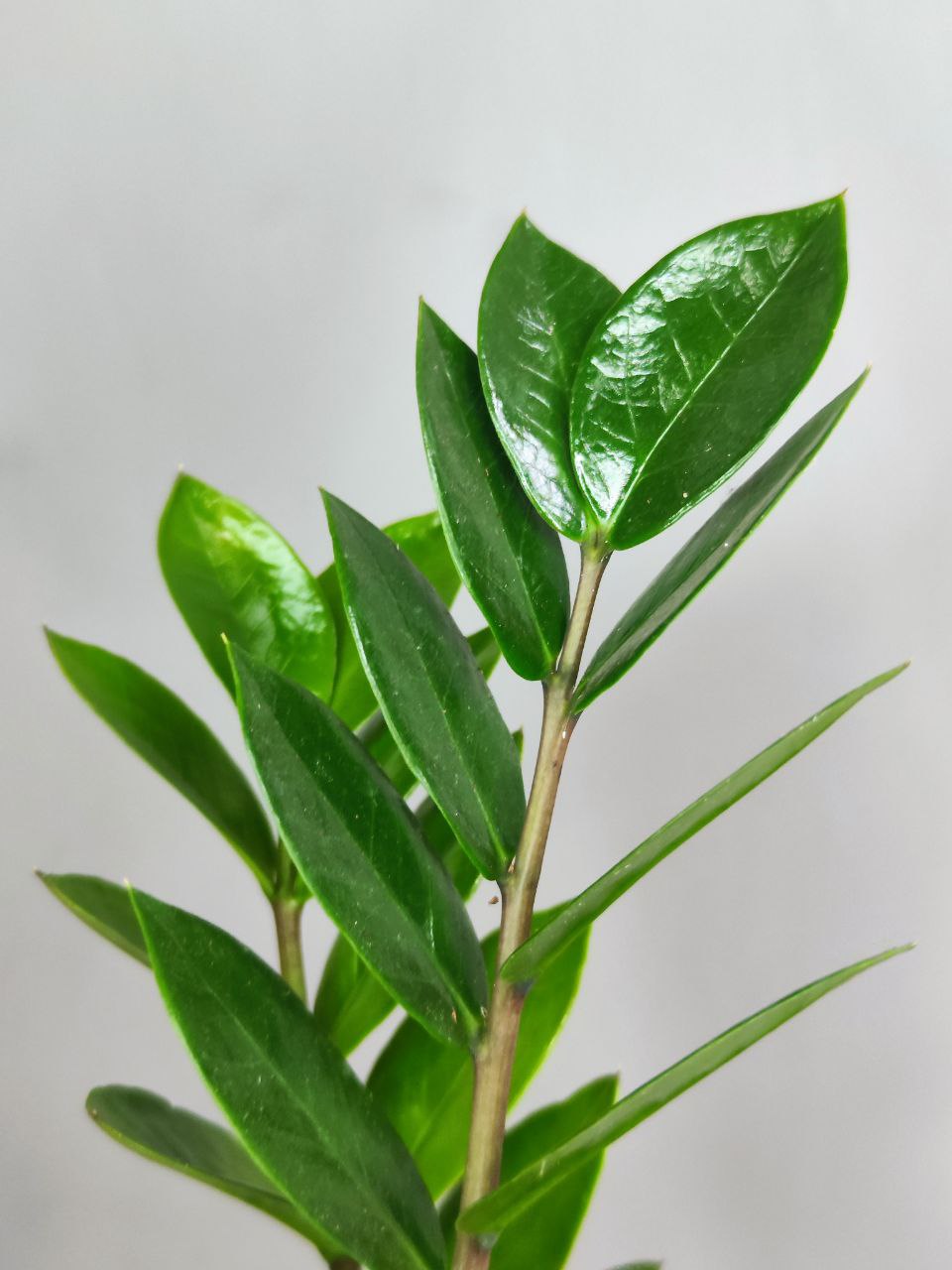 Замиокулькас Замиофолия (Zamioculcas Zamiifolia) D14см